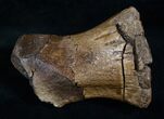 Theropod Metatarsal (Toe Bone) - Two Medicine Formation #13891-3